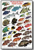 Fishwatchers Field Guide (Tropical Atlantic) | Covers Florida, Bermuda, the Bahamas, and the Caribbean. | Fish ID Slates