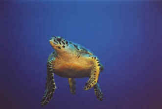 Has it been a while since you�ve been scuba diving? Do you feel like your scuba skills and knowledge are a bit rusty? | Hawksbill Turtle in Little Cayman
