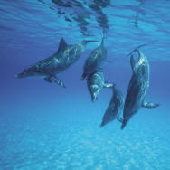 Scuba Center | Whether you want to try snorkeling or scuba diving, become a PADI Master Scuba Diver or Go Pro, let the PADI scuba diving experts at Scuba Center guide you to your goal. | Find scuba diving classes or shop for gear online at www.scubacenter.com