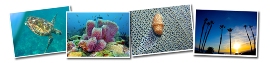 SeaLife Micro 2.0 Cameras
