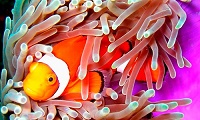 Philippines Diving / Marine life encounters | Group dive trip