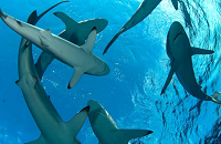 Cuba (Gardens of the Queen) | Swimming with the sharks is a highlight of our dive liveaboard trips in Cuba. Here in the Jardines de la Reina Marine Park (Gardens of the Queen), its the number of species that is so remarkable.