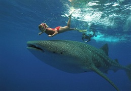 Whale Shark Tour in Holbox Island | The most incredible attraction in holbox from june to august are the whale sharks. They come near holbox island to spend the summer season.