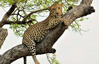 South Africas sensational Kruger National Park | Leopards