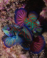 Palau Group Dive Trip | Palau has been named one of the Underwater Wonders of the World. An archipeligo surrounded by a fringe reef, Palau's waters are packed with a great diversity of marine life. | http://www.visit-palau.com