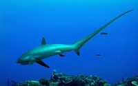 Thresher Shark |