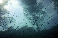 Scuba Center Fun Dives | Diving in Minesota and Wisconsin | Photo: Tom Pederson