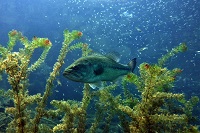 Scuba Center Fun Dives | Diving in Minesota and Wisconsin | Photo: Tom Pederson