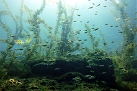 Scuba Center Fun Dives | Diving in Minesota and Wisconsin | Photo: Tom Pederson