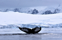 Antarctica | Whale watching | Photo: Tom Pederson