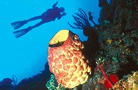 Dive the incredible reefs of central Cuba | Cuba Dive Research Trip | Contact us for details