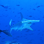 Let's start packing! Dive travel is a natural extension of learning to dive. Many people begin diving to experience the beauty they have seen on television, online or in books. Dive travel includes more than underwater exploration; it’s also about delving into the sights, sounds, tastes, and even shopping of different cultures. | Photo Credit: Scuba Center Dive Travel Specialist Tom Pederson