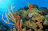 Little Cayman Beach Resort | Scuba Center Group Dive Trip