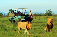 South Africa’s sensational Kruger National Park | Lions