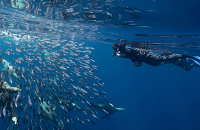 Magdelena Bay Sardine Run | Scuba Center Group Trip