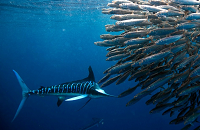 Magdelena Bay Sardine Run | 