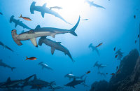 Socorro | Schooling hammerheads and silky sharks, plus 12 other species of sharks.