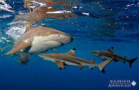 Palau aboard the Rock Islands Aggressor | Shark Diving |  Photo: Aggressor Adventures