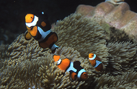 Papua New Guinea | Scuba Center Dive Travel