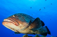 The Caloura Arches are situated in a protected bay and we can observe shoals of fish and some resident Groupers.