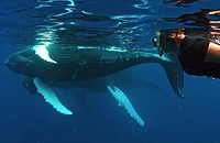 Silver Banks Dominican Republic Humpback Whale Snorkeling Trip | Scuba Center