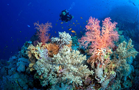 Accessible only by liveaboard, the Tubbataha Reefs were proclaimed as a National Marine Park in 1988 and inscribed as a UNESCO World Heritage site in 1993, in recognition of their outstanding universal value in terms of marine life species diversity and richness. These reefs consist of vertical walls or near drop off's rising out of great depths where hammerheads, thresher sharks and whale sharks can be seen.