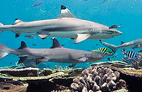 World famous Fiji Ultimate Shark Encounter |  Fiji Group Dive Trip | Scuba Center