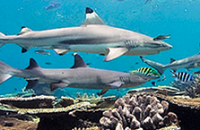 World famous Fiji Ultimate Shark Encounter | Fiji Group Dive Trip | Scuba Center