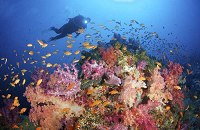 Fiji reef diving | Ra Divers | Volivoli Fiji | 